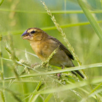 Asian Golden Weaver